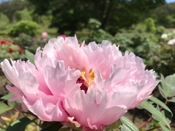 rblog-20170517160914-03.jpg