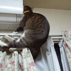 いたずら福ちゃん８