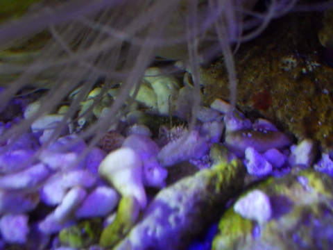 ホソウデガザミ（Lupocyclus philippinensis）5