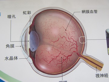 病院６眼球構造１.jpg