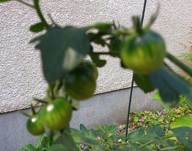 DSC_3061.jpg