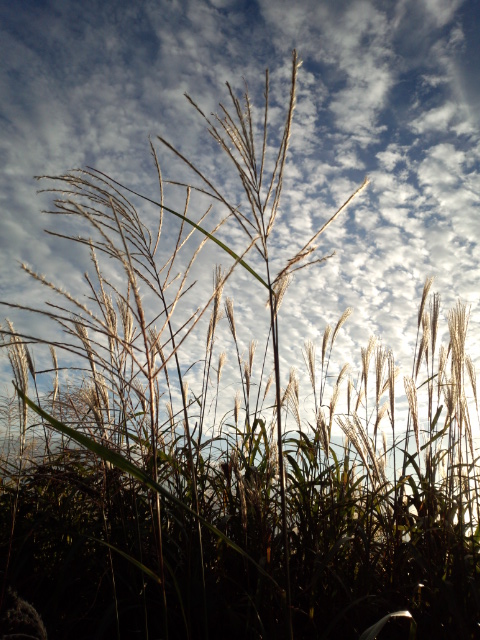 ススキ７.jpg