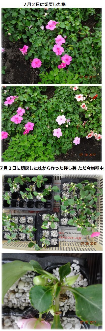 お花のお話 インパチェンスの切り戻しと挿し芽つくり 小さな花宇宙 そして それから 老いふたりの小宇宙 楽天ブログ