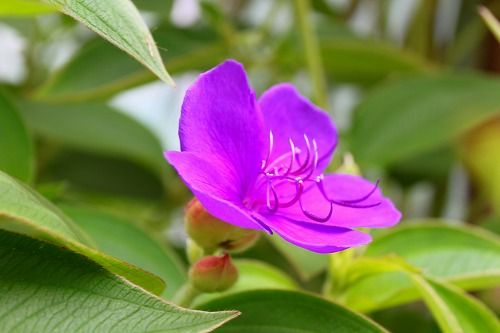 ブラジル原産の夏の花です おとっつぁん いろいろやっちょります 楽天ブログ