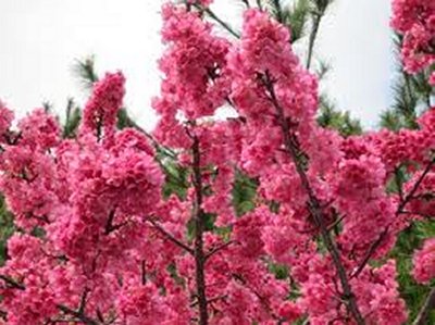 八重岳桜