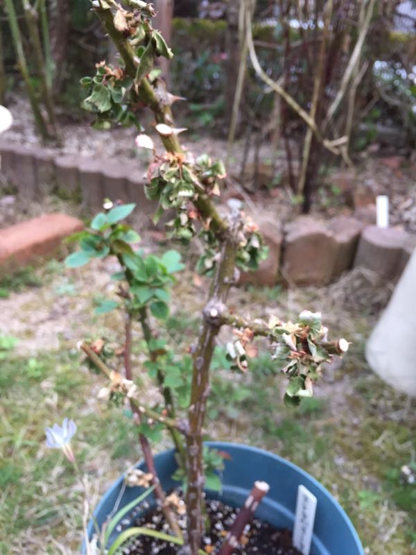 rblog-20180405182739-09.jpg