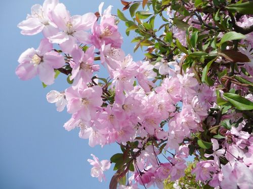 桜(さくら)1.jpg