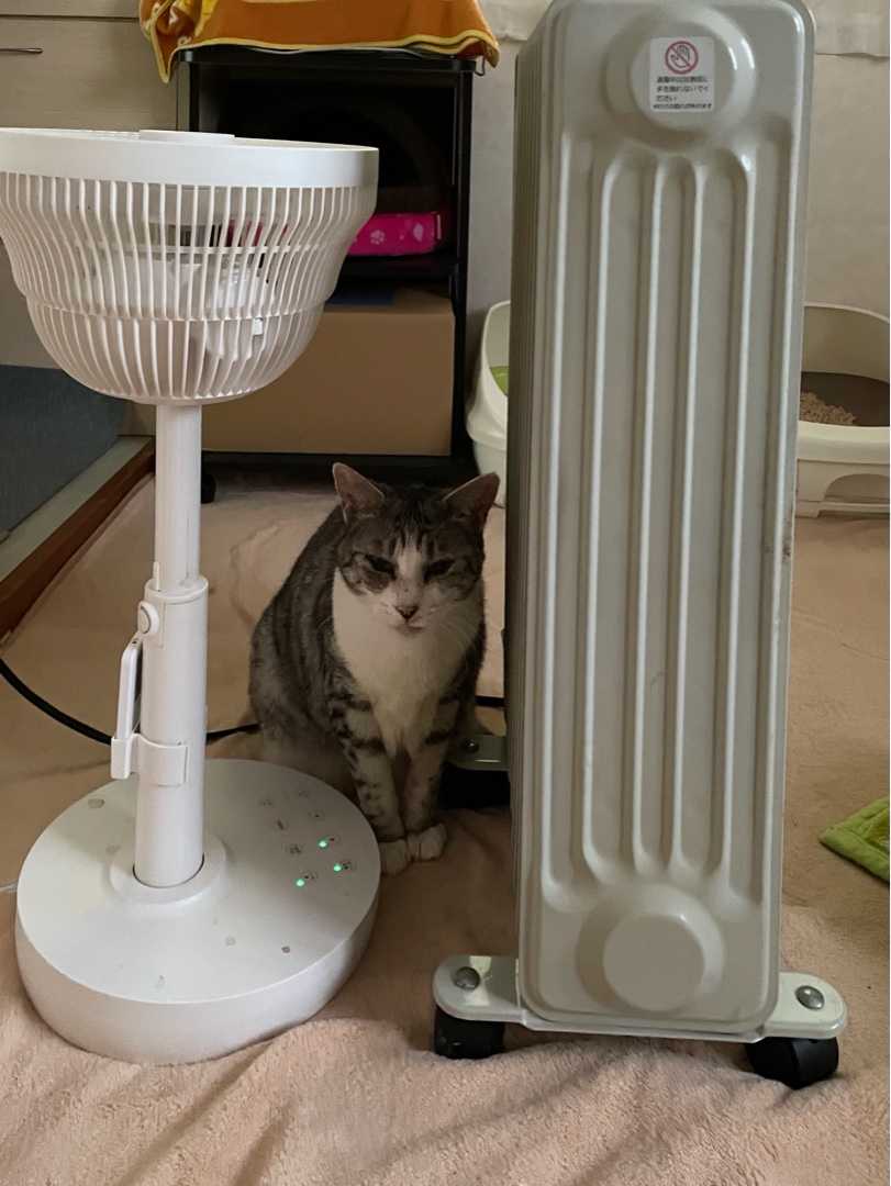 大好きオイルヒーター 猫と一緒に 楽天ブログ