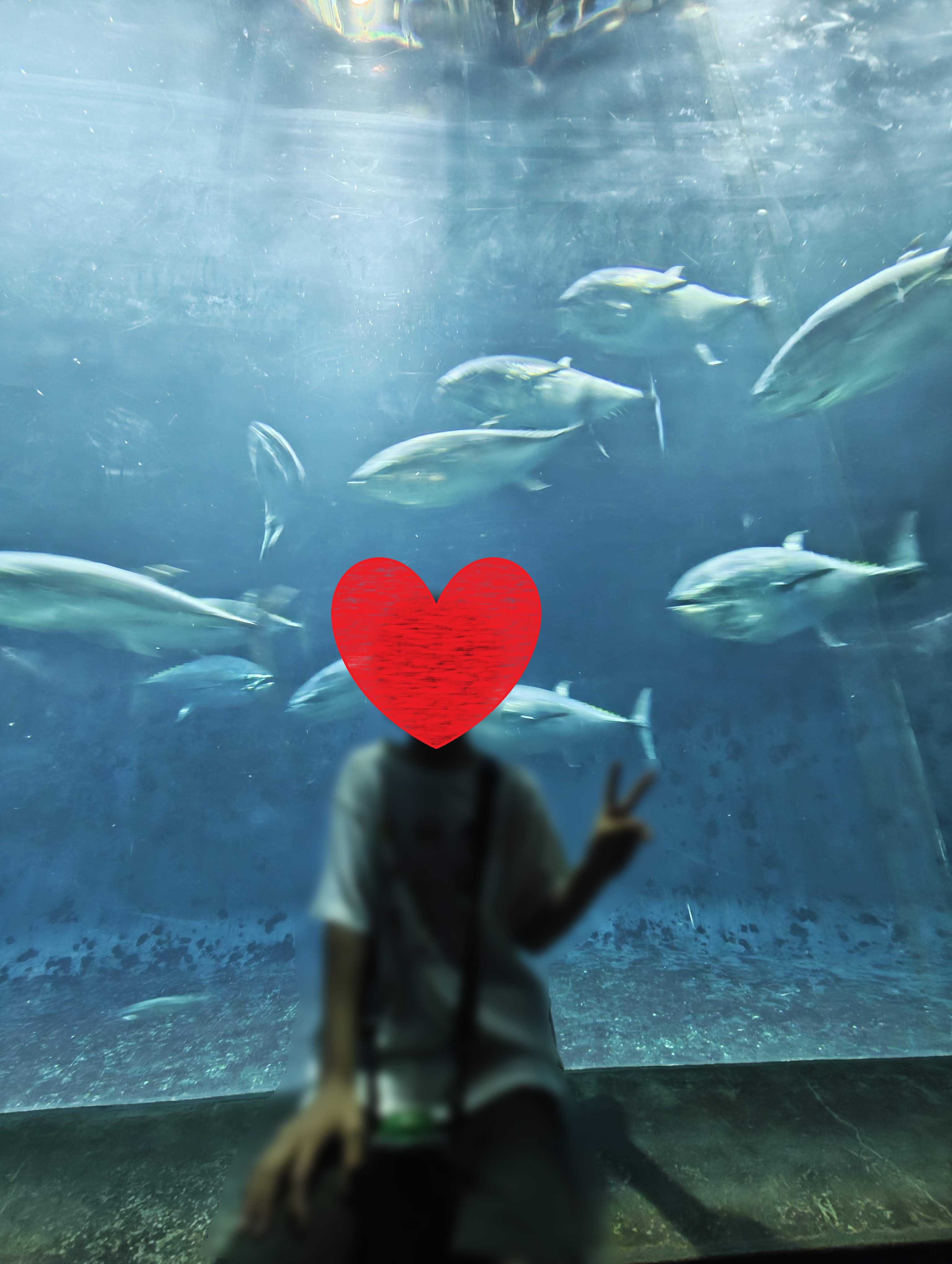 子連れ葛西臨海水族園　まぐろ水槽