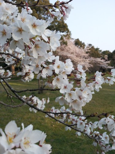 20120408_170003.jpg