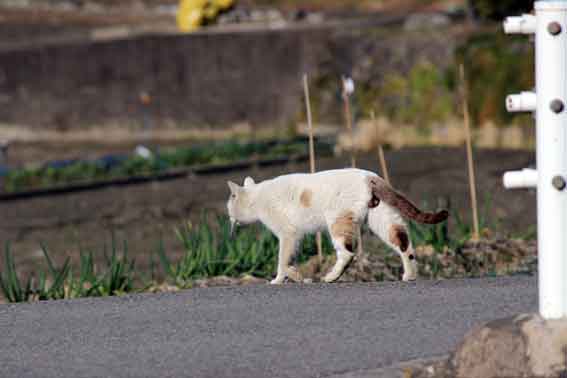 我が家のニャンコ♪2014/02/14-3
