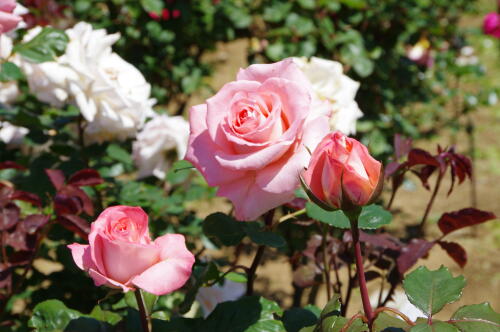 谷津バラ園のバラの花