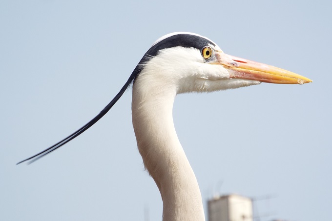 アオサギ（青鷺）