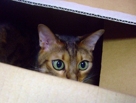 hide and seek