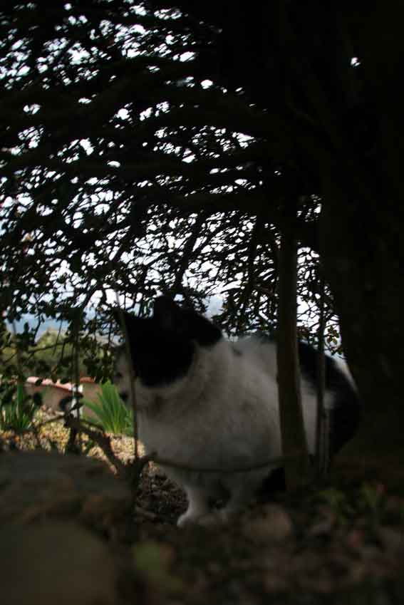 我が家のニャンコ♪2013/1/10-2