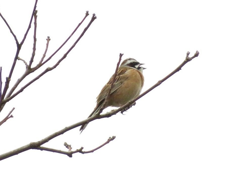 散歩での野鳥 春を告げるホオジロ カラス カワラヒワ ツグミ ダイサギ スズメなど 大分金太郎の花鳥蝶月 楽天ブログ