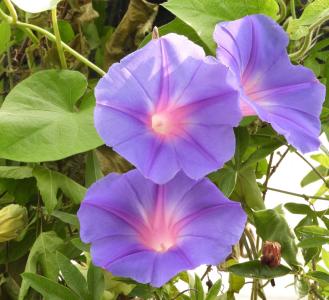 【多年草】大輪 開花中‼️バンダ ソムスリグローリーブルー 洋蘭 全長約150cm バンダ ソムスリグローリー