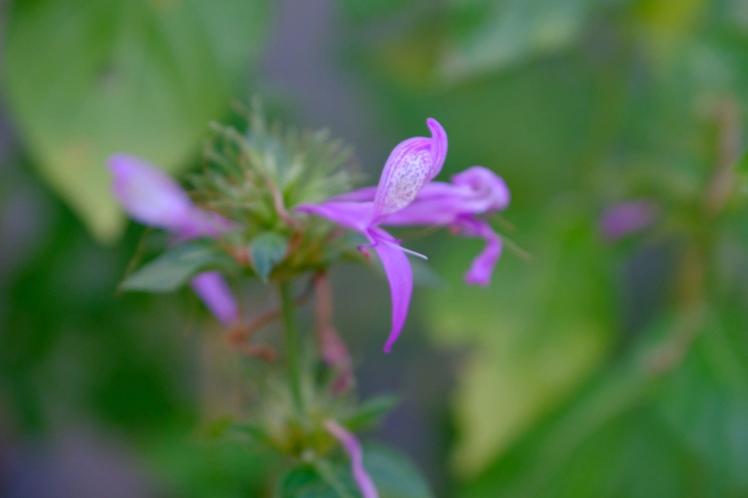 植物園の花8 温室の花 南風のメッセージ 楽天ブログ