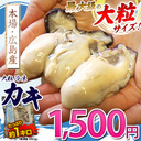 広島産牡蠣