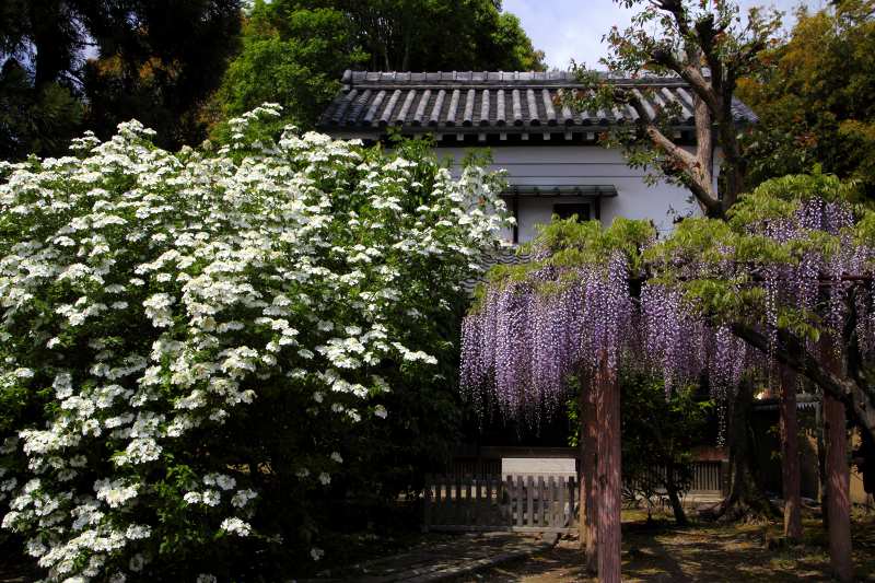 唐招提寺_2-2.jpg