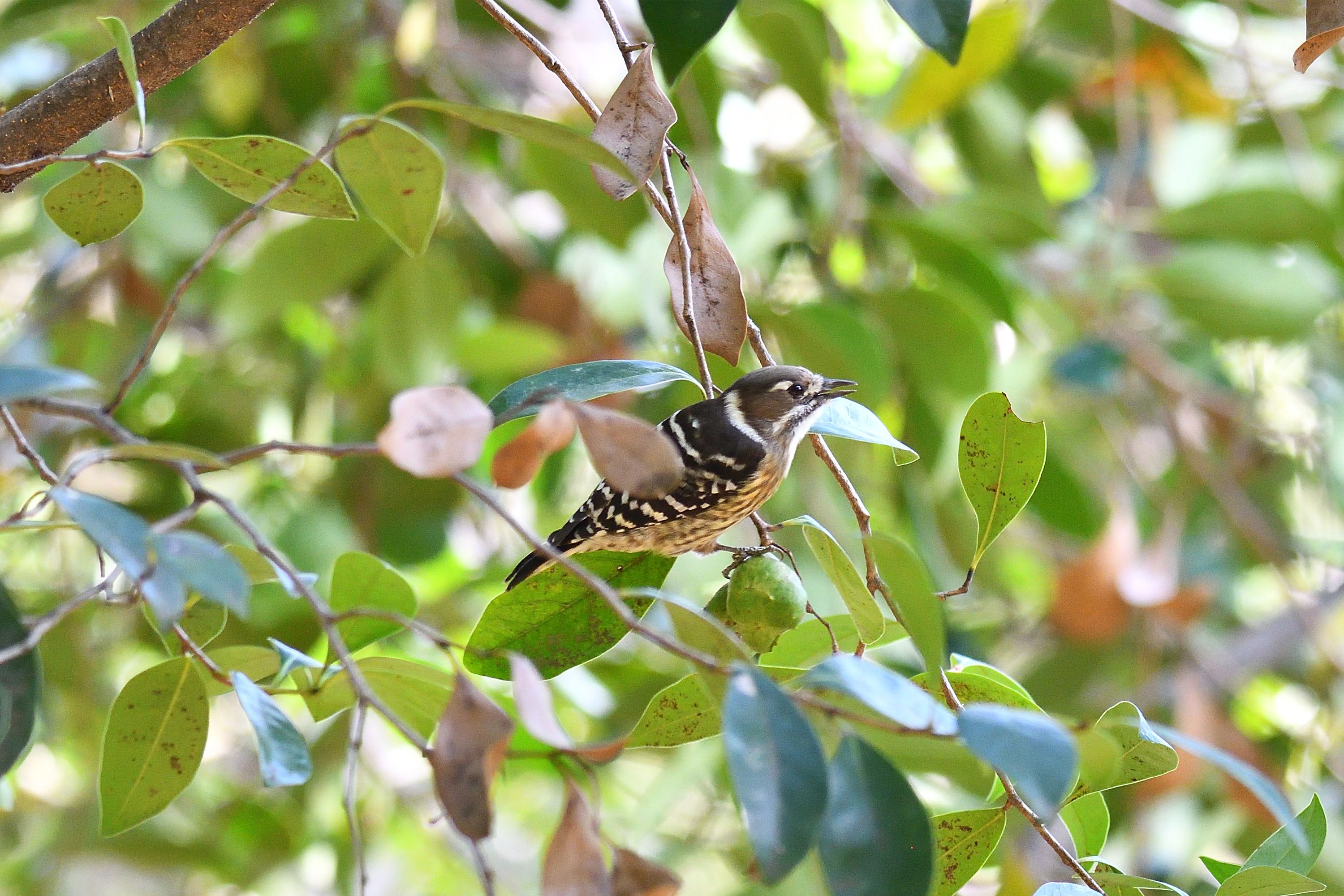 秋深まる 渡り鳥の行き交い 10 30大阪城公園にて その1 野鳥との日常生活を綴る 楽天ブログ