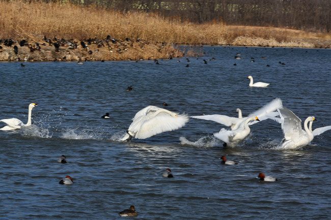 白鳥 フォト安次郎 安らぎの風景 楽天ブログ
