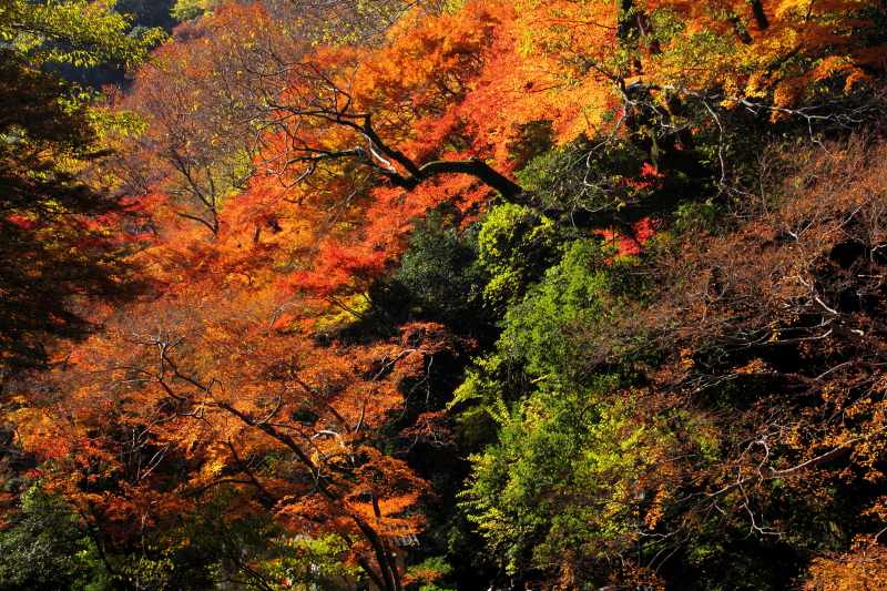 箕面公園_11-03.jpg