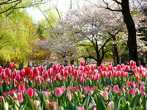 昭和記念公園