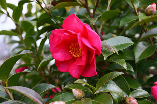 サザンカ　26.12.09-2_edited-1.jpg