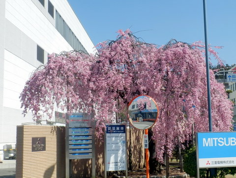 三菱電機のしだれ桜