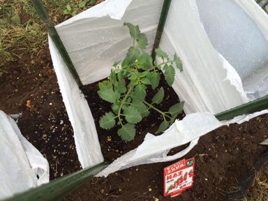 tomato2.JPG