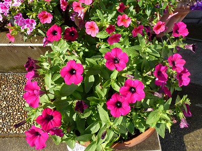 P1080033.jpg