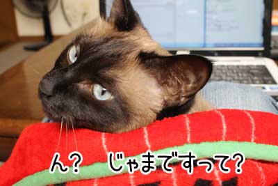後頭部２.JPG