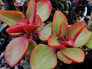 IMG_1257.jpg