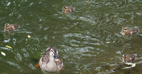 spotbill ducks5