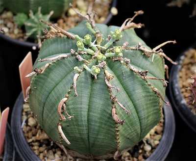 ギムノカリキオイデス植替えとバリダ類と輝山も | ☆ガマンマの ニク