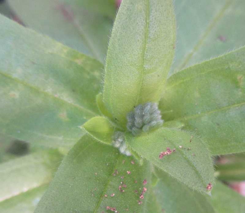 花壇のお花の入れ替え こぼれの勿忘草に蕾 狭い庭を花いっぱいにする育て方 楽天ブログ