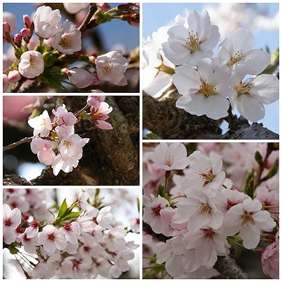 24桜.jpg