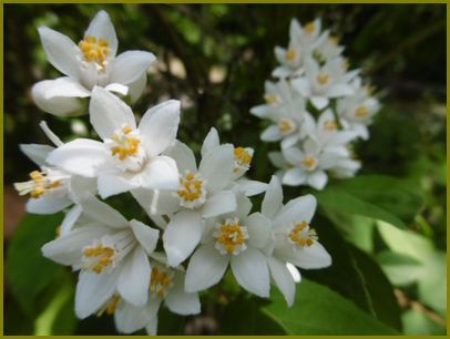 ５月23日 卯の花やせせらぎ聞いて身を洗ふ 花の歳時記 天南星の魅力 山野草 楽天ブログ