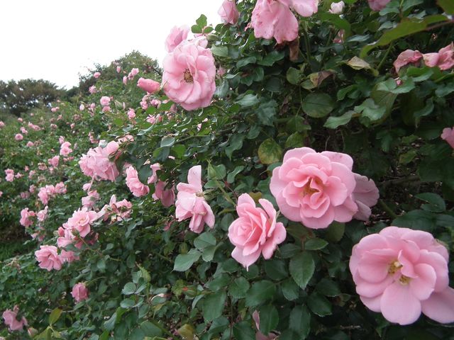 DSCF8546.JPG