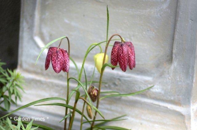 フリチラリア１