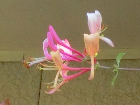 ハニーサックル