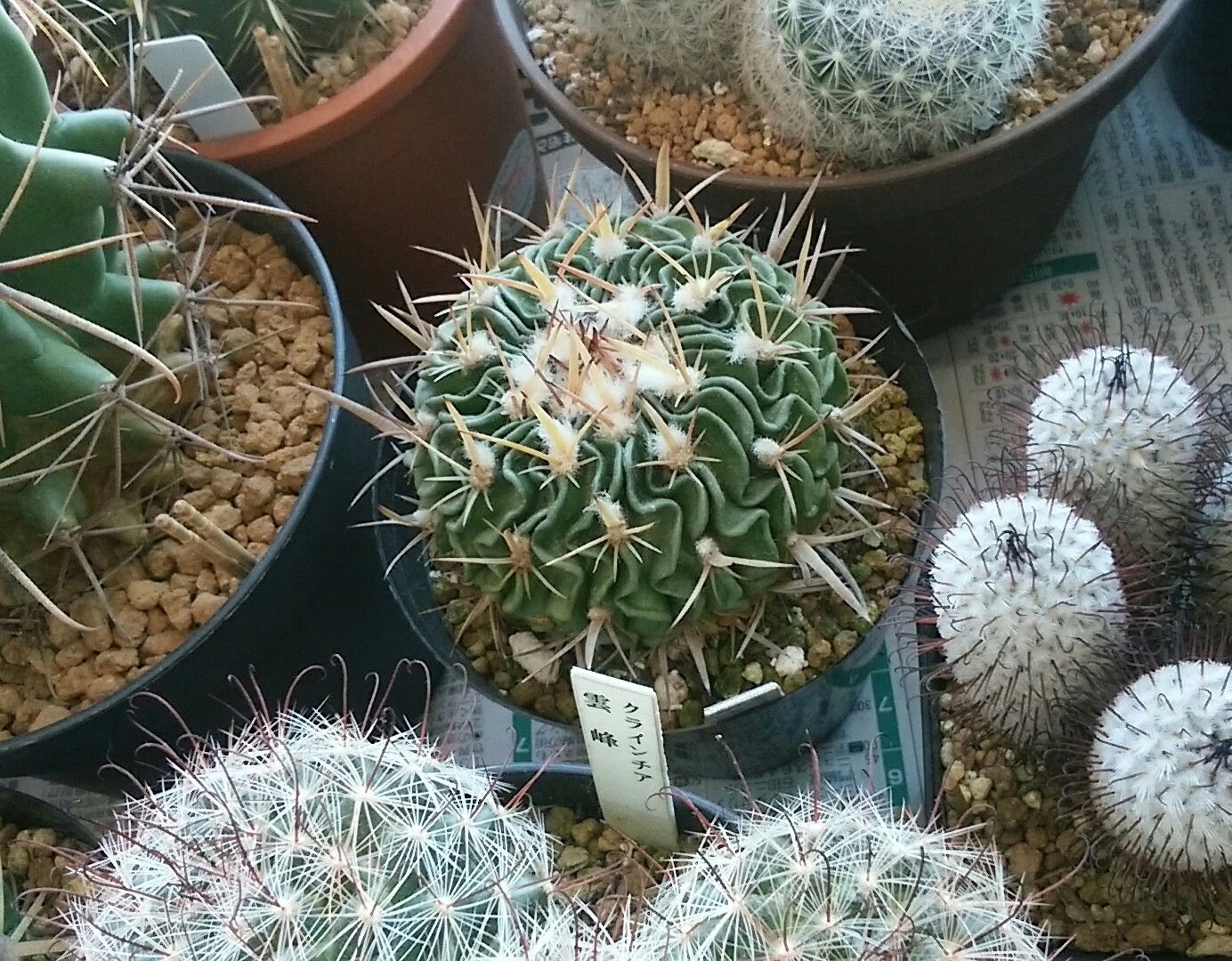 遅れるサボテンとジグソーパズル さぼてん日和 楽天ブログ