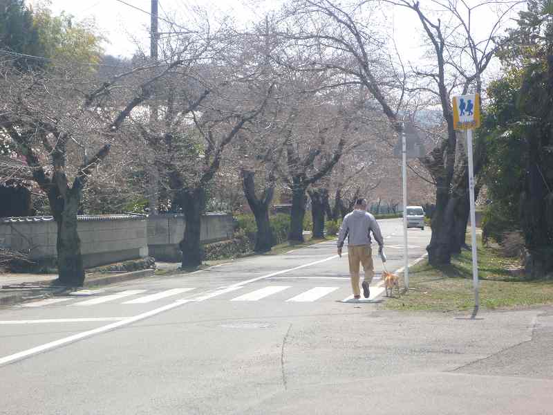 北さくら通り。