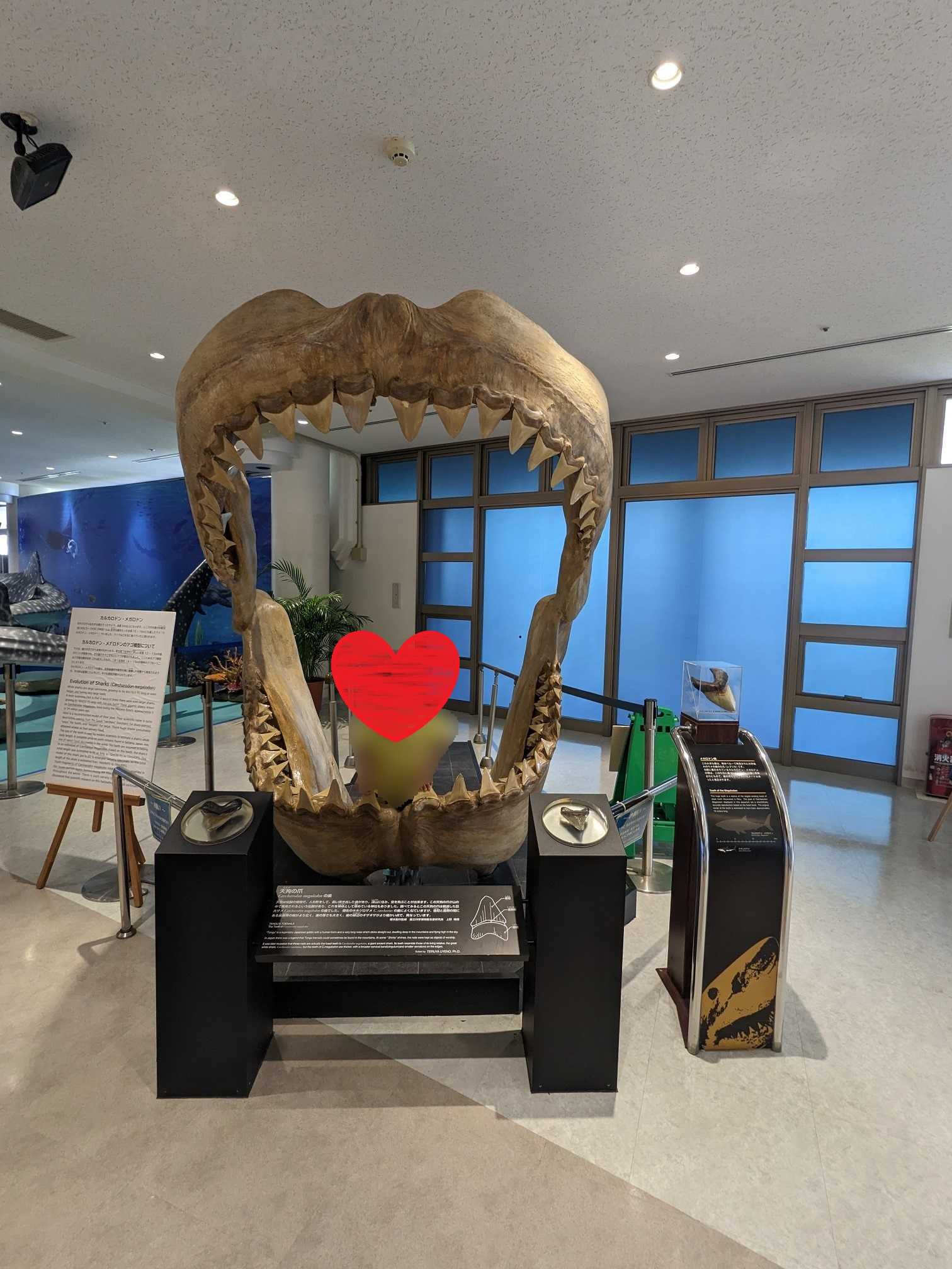 美ら海水族館出口付近のメガロドンのアゴ模型