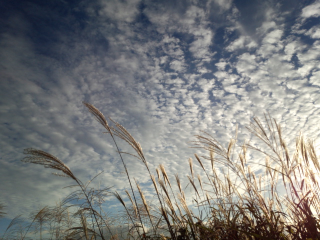 ススキ１０.jpg