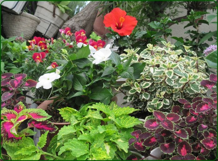 美しいペチュニアとコリウス花壇のコラボ 千日紅の挿し木 狭い庭を花いっぱいにする育て方 楽天ブログ