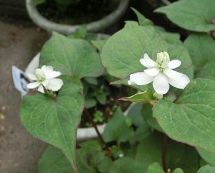 黄花カタクリの球根の掘り上げ のんびりガーデニング 楽天ブログ