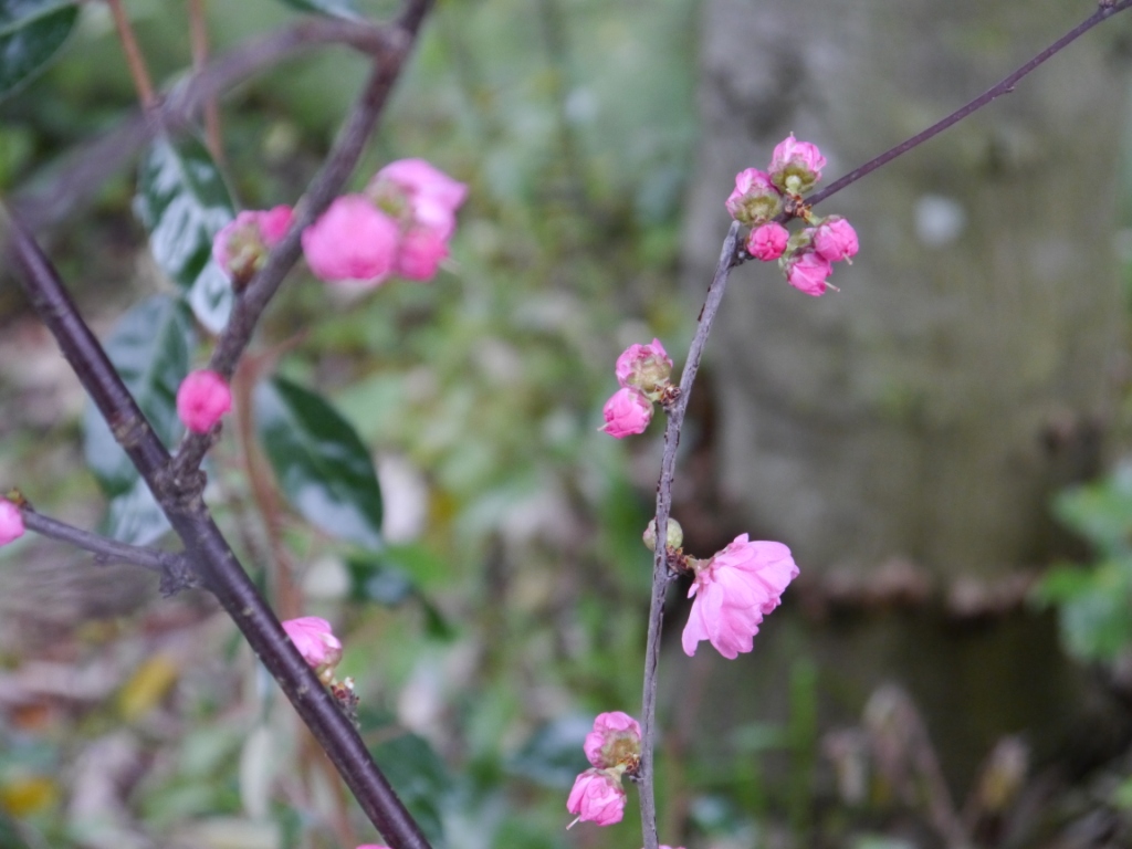 P1060745-.jpg