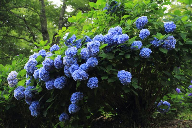 七曲り紫陽花_07.jpg